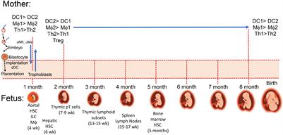 Obesity and Maternal-Placental-Fetal Immunology and Health